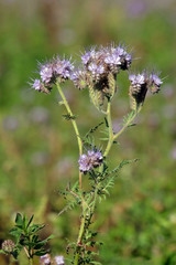 Wildpflanzen in Bayernin Bayern