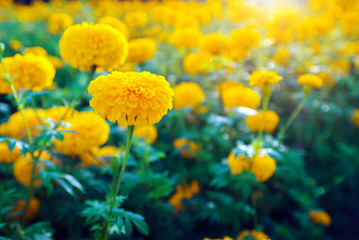 Yellow Marigold Flowers in the garden