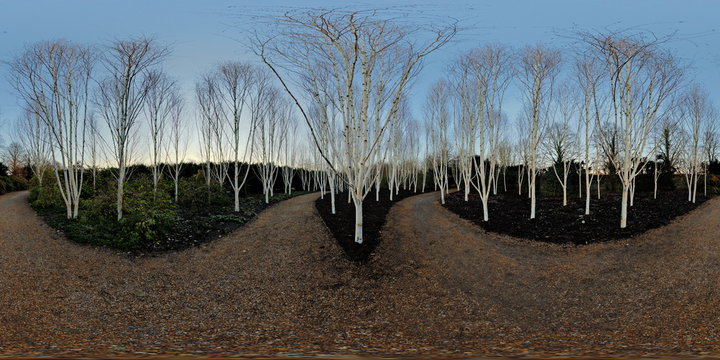 Silver Birch Grove At Anglesey Abbey, Lode, United Kingdom