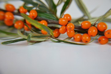 Branch of sea buckthorn berries with leaves. Clipping paths, shadow separated, infinite depth of...