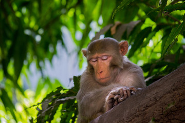 The Rhesus Macaque Monkey