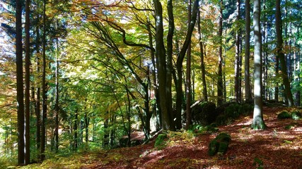 Obraz premium Wald_4