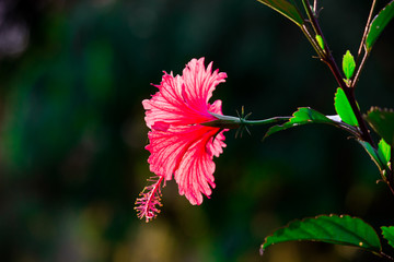 Hibiscus flower hanging from the tree seen in a soft blurry background