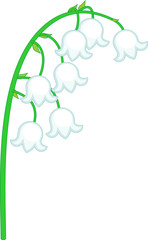 Lily of the valley inflorescence with white flowers isolated on white background