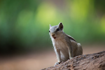 Squirrels are members of the family Sciuridae, a family that includes small or medium-size rodents.