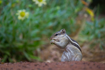 Squirrels are members of the family Sciuridae, a family that includes small or medium-size rodents.