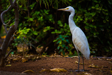 Cattle Egret in the garden in its natural habitat in a soft blurry background.