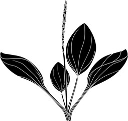 Silhouette of Greater plantain or Plantago major. Plant with leaves and inflorescence isolated on white background
