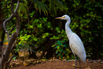 Cattle Egret in the garden in its natural habitat in a soft blurry background.