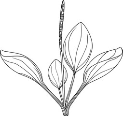 Coloring page with Greater plantain or Plantago major. Plant with leaves and inflorescence isolated on white background