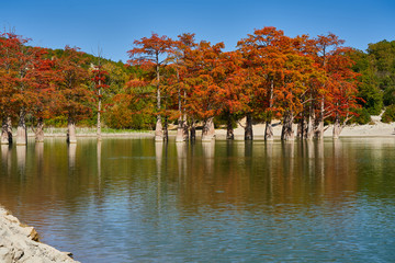 Obraz premium Majestic Taxodium distichum stand in a gorgeous lake against the backdrop of the Caucasian mountains in the fall and look like gold. Autumn. October. Sukko Valley. Anapa. Krasnodar region. Russia.