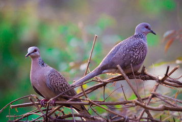 Dove