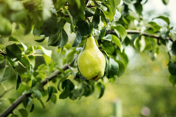 Tasty young healthy organic juicy pears hanging on a branch