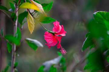 Hibiscus flower