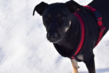 Perro en la nieve