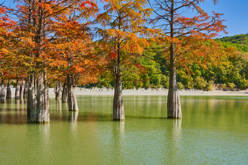 Majestic Taxodium distichum stand in a gorgeous lake against the backdrop of the Caucasian mountains in the fall and look like gold. Autumn. October. Sukko Valley. Anapa. Krasnodar region. Russia.