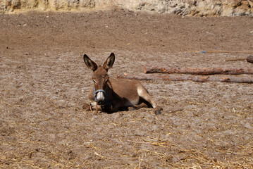 Cría de burro balear marrón tumbada en suelo de tierra de club hípico. Potrillo de asno mallorquín descansando en rancho de caballos en Peguera, Calvià, Mallorca, Islas Baleares.