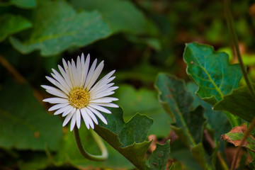 Red Sunflower blooming away on a beautiful spring day