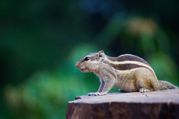 Squirrels are members of the family Sciuridae, a family that includes small or medium-size rodents. The squirrel family includes tree squirrels, ground squirrels, chipmunks, marmots, flying squirrels,