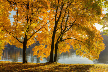 landscape with autumn maples