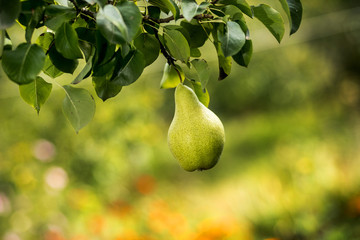 Tasty young healthy organic juicy pears hanging on a branch