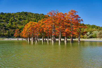 Obraz premium Majestic Taxodium distichum stand in a gorgeous lake against the backdrop of the Caucasian mountains in the fall and look like gold. Autumn. October. Sukko Valley. Anapa. Krasnodar region. Russia.