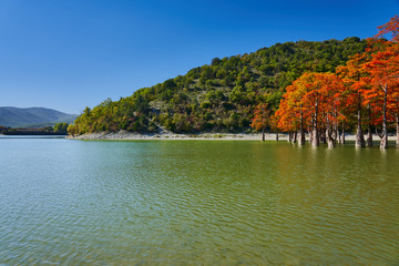 Obraz premium Majestic golden Taxodium distichum stand in a gorgeous lake against the backdrop of the Caucasus mountains in the fall. Autumn. October. Sukko Valley. Anapa. Krasnodar region. Russia.