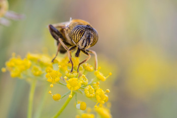 mosca de ojos atigrados sobre flor