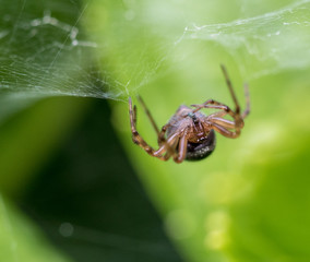 araña tomando el almuerzo