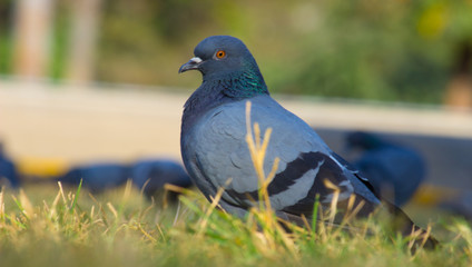 Pigeon looking away very curiously in a soft blurry background