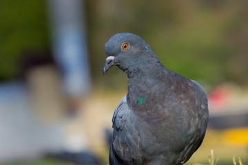 Pigeon looking away very curiously in a soft blurry background