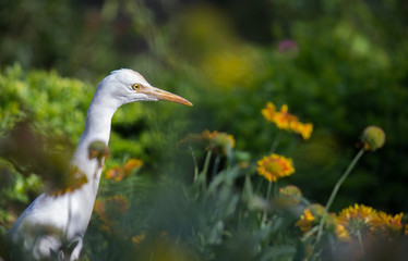 Cattle Egret in the garden in its natural habitat in a soft blurry background.