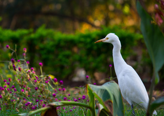 Cattle Egret in the garden in its natural habitat in a soft blurry background.