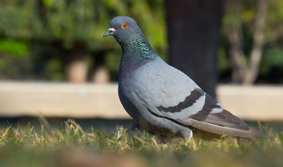 Pigeon looking away very curiously in a soft blurry background