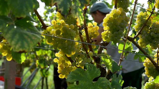 4K close up grape harvest, wine, plantation