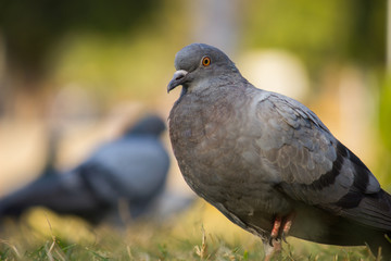 Pigeon looking away very curiously in a soft blurry background