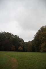 Fototapeta premium Wald
