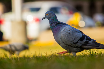 Pigeon looking away very curiously in a soft blurry background