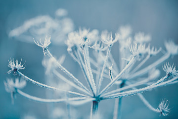 Delicate plants with hoarfrost in cold blue winter light