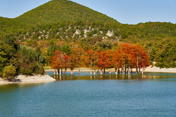 Obraz premium Majestic Taxodium distichum stand in a gorgeous lake against the backdrop of the Caucasian mountains in the fall and look like gold. Autumn. October. Sukko Valley. Anapa. Krasnodar region. Russia.