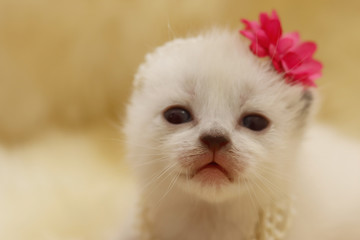 newborn gato
