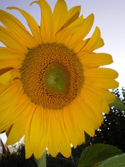 sonnenblume-blüte-gt