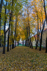 autumn in the park