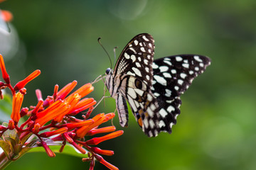 Fototapeta na wymiar Common lime butterfly sitting on the flower plants in its natural habitat