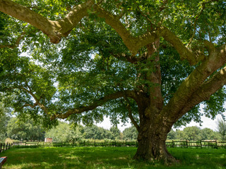 Arbre majestueux