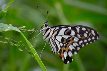 Common lime butterfly sitting on the flower plants in its natural habitat