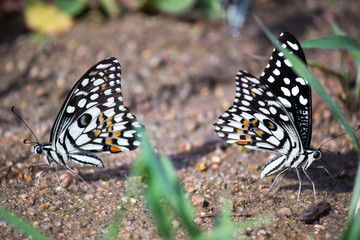 Common lime butterfly sitting on the flower plants in its natural habitat
