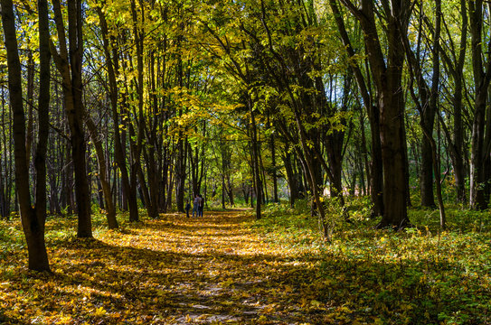 Fototapeta City park in the sunny day in the autumn season