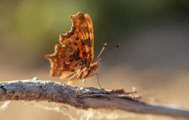 mariposa al atardecer sobre el tronco