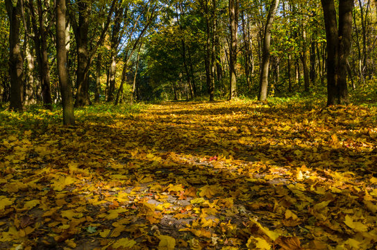 Fototapeta City park in the sunny day in the autumn season